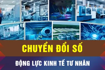 Chuyện bi hài khi AI làm phá sản doanh nghiệp