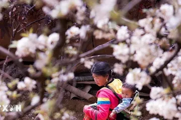 Sơn La: Ngỡ ngàng mùa hoa sơn tra nở trắng bản Nậm Nghiệp