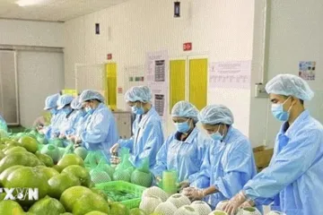 Đóng gói bưởi da xanh xuất khẩu tại Chợ Lách, Vĩnh Long. (Ảnh: Hồng Nhung/TTXVN) 