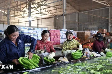Sơ chế chuối xuất khẩu tại xưởng đóng gói của Công ty Cổ phần cao su Thống Nhất, xã Nghĩa Thành. (Ảnh: Hoàng Nhị/TTXVN) 