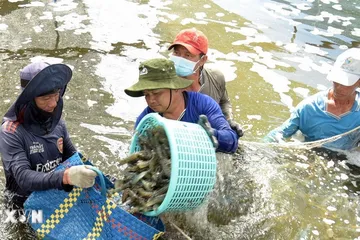 Người dân Cà Mau thu hoạch tôm công nghệ cao. (Ảnh: Chanh Đa/TTXVN) 