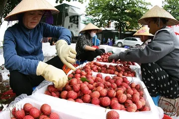 Bắc Ninh tiêu thụ hơn 4.000 tấn vải thiều sớm