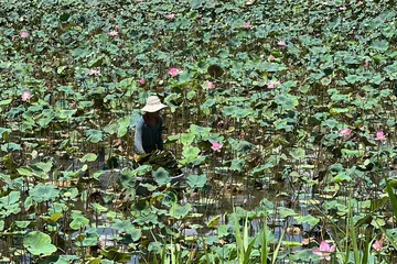 Nông dân Đồng Tháp làm giàu bền vững từ cây sen