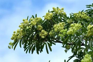 Hà Nội xem xét cắt tỉa chùm hoa sữa để giảm mùi quá nồng. Ảnh: V. NIỆM