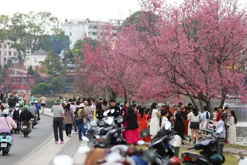 Du khách chen chân ngắm Mai anh đào Đà Lạt