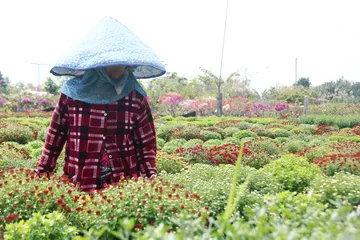 Chung tay giúp nhà vườn tìm đầu ra hoa Tết nở sớm