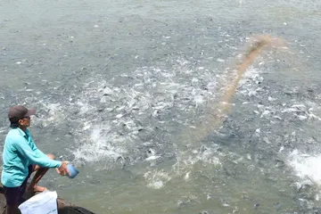 Đồng Tháp: Đặt mục tiêu 100% cơ sở nuôi cá tra số hóa mã nhận diện 