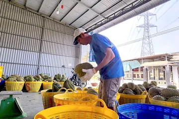 Điểm thu mua sầu riêng phục vụ xuất khẩu tại xã Cái Bè, tỉnh Đồng Tháp