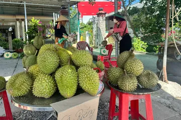 Đồng Tháp nâng chuẩn vùng trồng mở lối ra cho sầu riêng