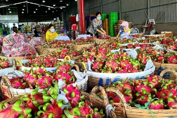 Một điểm thu mua thanh long ở Đồng Tháp đang phân loại trái - Ảnh: Bùi Nguyên