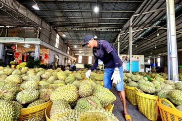 Siết quy trình canh tác, 'giải cứu' sầu riêng Đồng Tháp