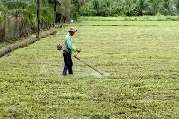 Đồng Tháp: Công an truy tìm nguồn xả thải gây chết cây trồng