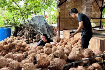 Đồng Tháp: Phát triển vùng dừa VietGAP lấy dầu, mở hướng xuất khẩu bền vững