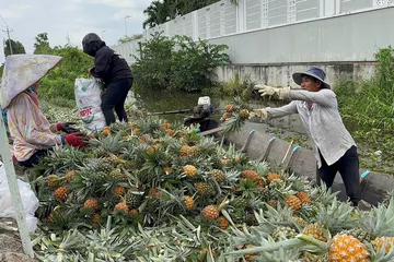 Giá khóm Đồng Tháp Mười lập đỉnh