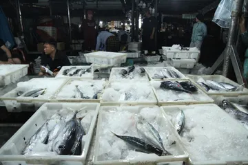 Những mẻ cá tươi rói được phân loại trước khi bán