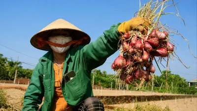 Nông dân trồng hành tím ở Quảng Ngãi trúng mùa, giá bán cao