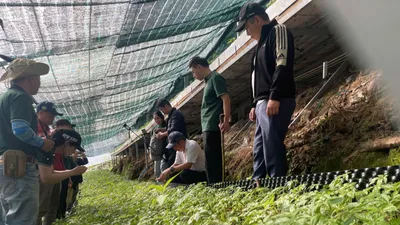 Cơ chế mới khuyến khích phát triển sâm Ngọc Linh và cây dược liệu