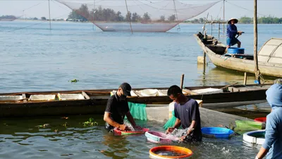 Ngư dân tranh thủ đưa những rổ cá rò sống vào bờ bán cho thương lái
