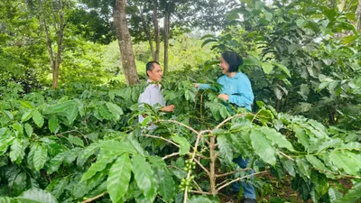 Vợ chồng anh Phan Hồng Phong đưa hương vị cà phê Arabica trồng ở đồi Pun, xã Hướng Phùng, tỉnh Quảng Trị ra thế giới