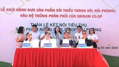 Vải Thanh Hà được Saigon Co.op đưa vào phân phối tại 800 điểm bán trên toàn quốc. Ảnh: MINH XUÂN