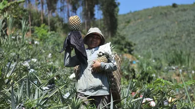 Dứa mật, cây thoát nghèo ở vùng quê Đắk Lắk