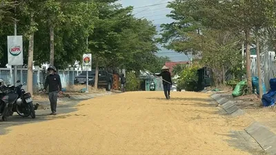 Tái diễn tình trạng phơi lúa trên đường