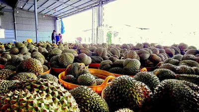 Đồng Tháp, Cà Mau đẩy mạnh số hóa truy xuất nguồn gốc nông sản