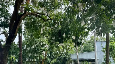 Đồng Tháp: Nông dân "đổi đời" nhờ xoài hữu cơ và du lịch sinh thái