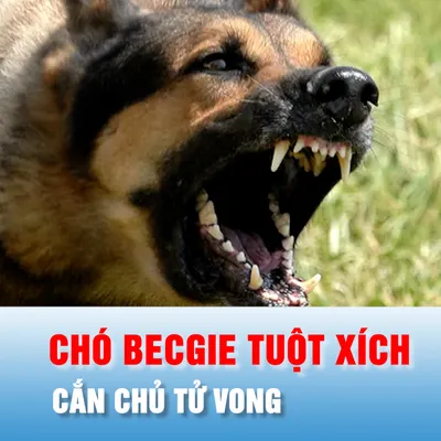 Podcast bản tin chiều 3-4: Chó becgie tuột xích, cắn chủ tử vong