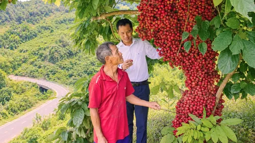 Dâu rừng chín trĩu quả trên vùng núi Quảng Ngãi