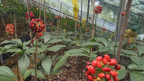 UBND TP Đà Nẵng ban hành quy chế mới về quản lý, sử dụng chỉ dẫn địa lý "Ngọc Linh" cho sản phẩm sâm củ