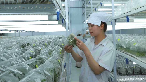 Khám phá thủ phủ nuôi cấy mô ngành nông nghiệp công nghệ cao