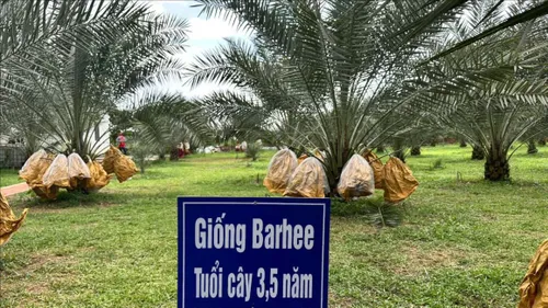 Nông dân thu nửa tỷ đồng từ vườn chà là đầu tiên tại Đồng Nai