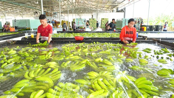 Nông sản Việt rộng đường đi xa