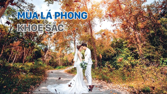 Mùa lá phong khoe sắc