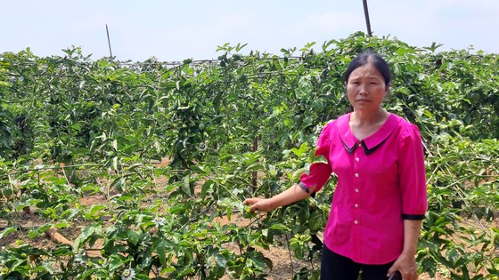 Nông dân lại khổ vì chanh dây ít quả