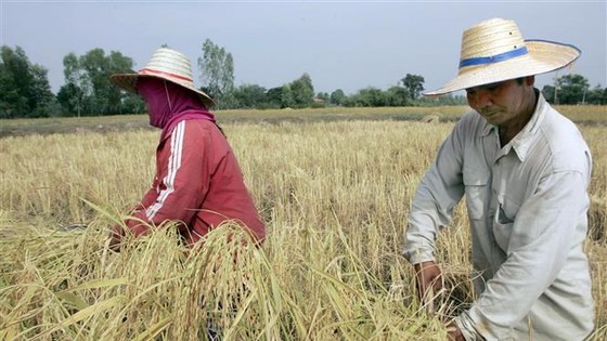 Diện tích gieo trồng tại Thái Lan giảm do thời tiết thay đổi khiến mưa đến muộn. Ảnh minh họa