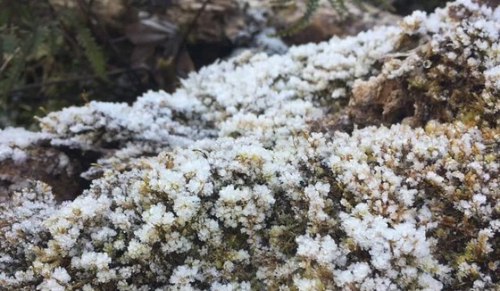 Frost appearance in peak of Chieu Lau Thi (Ha Giang)