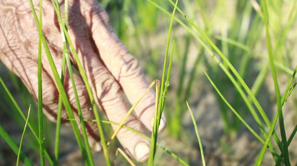 Quảng Ngãi: Người dân lo lắng vì kiệu bị cháy đầu lá, lá mốc