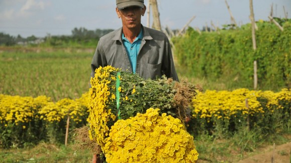 Quảng Ngãi: Cúc tai chuột, thạch bích nở rộ giữa làng hoa Nghĩa Hà