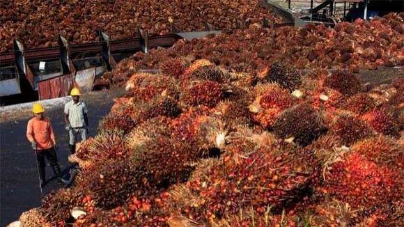 Malaysia plans to raise its export tax for crude palm oil for January 2020, for the first time in one-and-a-half years. (Photo: Thestar.com.my)