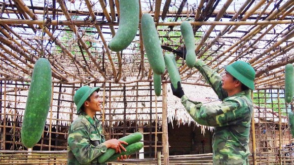 Thu hoạch sản phẩm sau thành quả chăm sóc