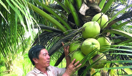 Cây dừa đem lại nguồn thu nhập chính cho nhiều người dân Bến Tre