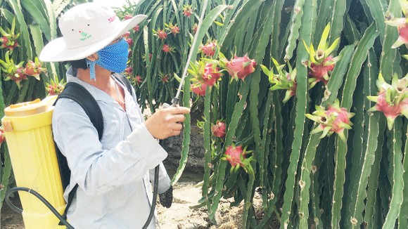 Chăm sóc thanh long, một trong những loại trái cây được người tiêu dùng các tỉnh phía Bắc ưa chuộng