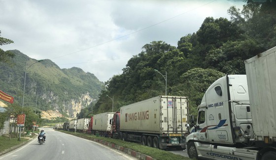 Container trucks carrying farm produce line up to wait for customs clearance. (Photo: SGGP)