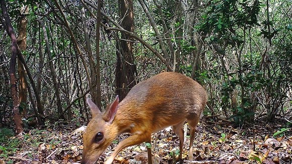 A silver-backed chevrotain is spotted by a camera trap on June 21, 2018 (Source: AFP/VNA)