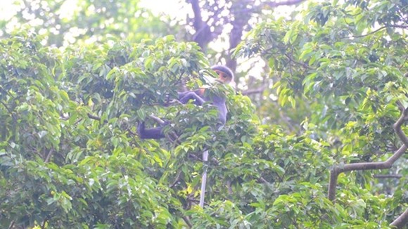 A gray-shanked douc langur (pygathrix cinerea) is found living in a forest in Nui Thanh district of Quang Nam Province. Two new families with some 10 gray-shanked douc langurs have been found in the area. (Photo courtesy of Ai Tam)