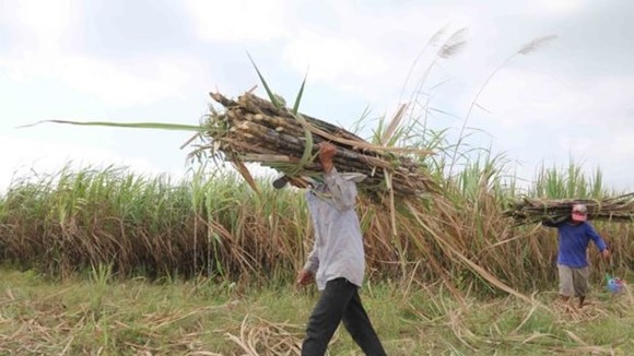 Farmers in Tra Cu district, Tra Vinh province, harvest sugar canes (Photo: VNA)