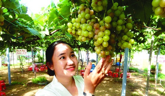 Thuy shares that vines seem to be suitable to climate in the Mekong Delta so it has more sugar than other region (Photo: SGGP)