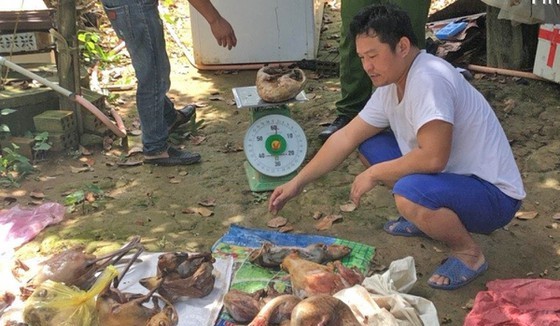 Police officers of Lam Dong province catch Nguyen Van Thanh in the act of restoring rare animals (Photo: SGGP)